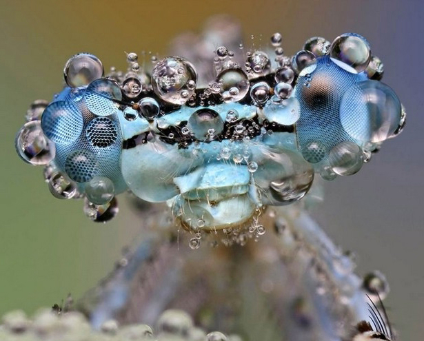 Questa foto descrive: Come guadagnare vendendo strani insetti ? Entomologia